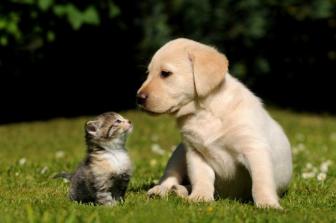 Očkovanie psov a mačiek proti besnote 1
